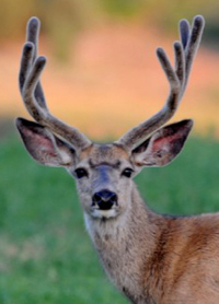 Deer Velvet
