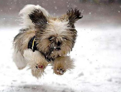 Doggy Winter Running