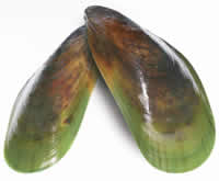 Green Lipped Mussel