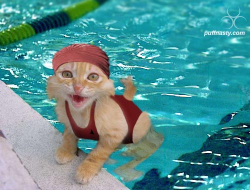 Kitty In Pool