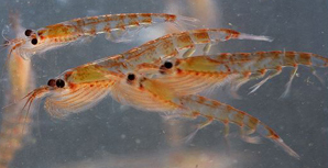 What Krill Look Like