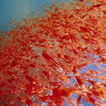 What Krill Look Like